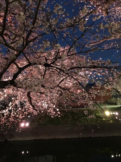 五条川 花見