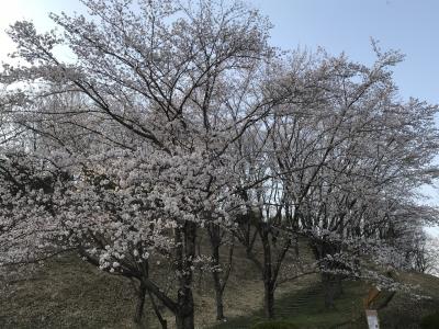 花フェスタ記念公園