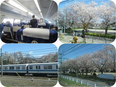 日帰り青春18きっぷで桜を愛でる旅（２）湘南新宿ライン（新宿から久喜まで）