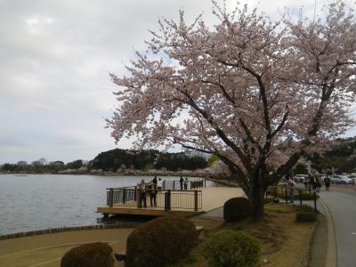 水戸千波湖の桜