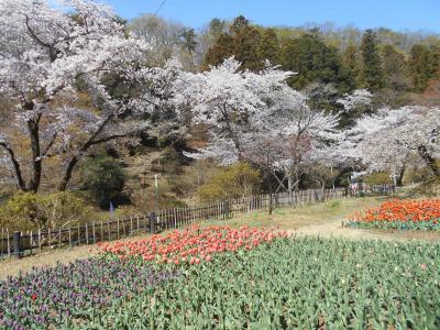 青春18、桐生で花見