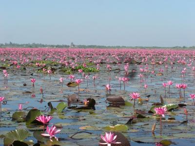 湖面一杯の蓮の花