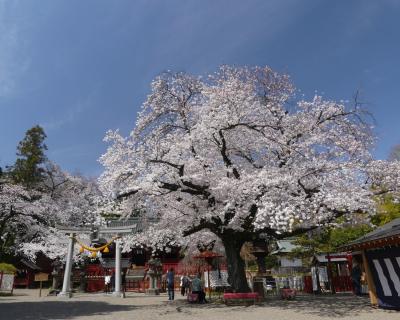 「世良田東照宮」のサクラ_2019（2）_ほぼ満開、見頃です（群馬県・太田市）