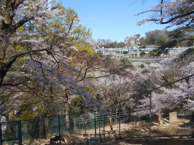 青春18、桐生動物園