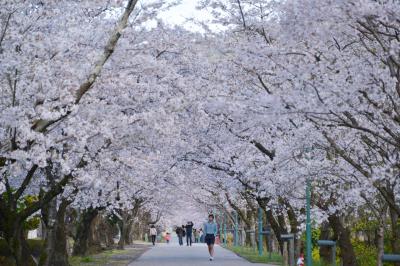 四国「さくら名所１００選の地」を訪ねる・その３＜鏡野公園＞