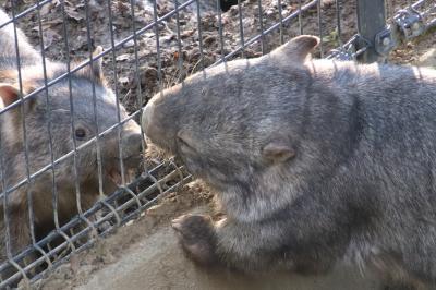 お散歩ロンくん見納めの３月の茶臼山動物園（３）恋するウォレスくんと怒りのモモコちゃんが面白いウォンバットや秋の赤ちゃん動物たちの成長ぶり他