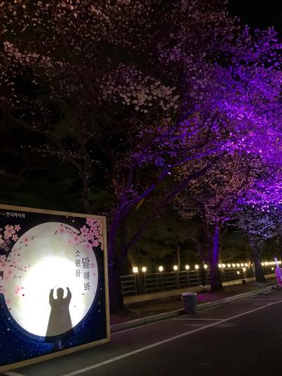 韓国 ひとり旅（5）夜桜