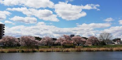 土浦で桜