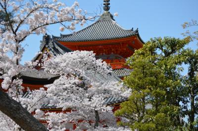 桜満開・清水寺から二条城