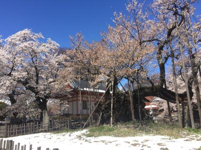 神代桜、高遠桜、奈良井宿一泊ドライブ旅行