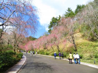 MIHO MUSEUM 特別展 大徳寺龍光院 国宝 曜変天目と破草鞋2019年4月 １