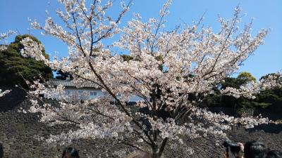 皇居からお花見散歩