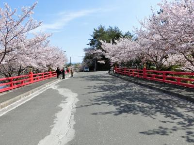 「茨木・弁天さんの桜」は、昨年６月の地震、９月の台風にも負けず、優雅に、華やかに咲いていました。（2019）