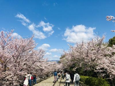 2019京都の桜
