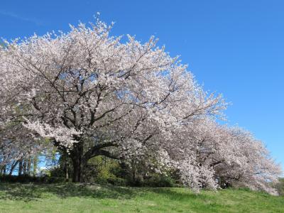 大宮第二公園の桜　2019/4/11