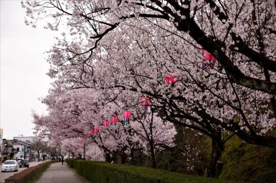 高岡古城公園の桜