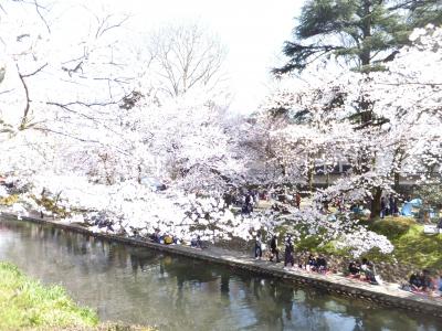 金沢産業会館骨董市から富山市城址公園（松川沿い）のさくらを見に行く。