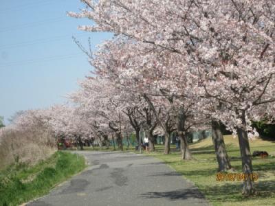柏の大堀川・リバーサイトパーク・櫻が散らない・2019年