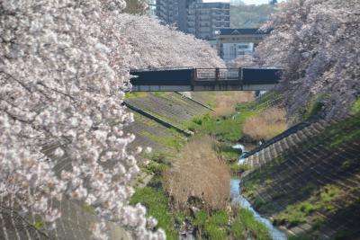 東京散歩　多摩センター駅から乞田川の桜並木を歩きました。