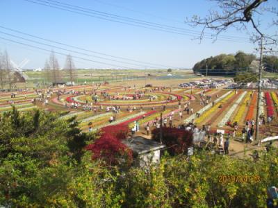 柏市のあけぼの山農業公園・チューリップ・2019年