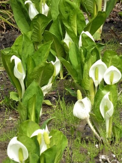 大阪南部の春、4月の花々・・♪（花の文化園・和泉リサイクル公園・泉佐野でランチ）