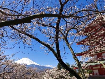 2019 新倉山・霜山から河口湖