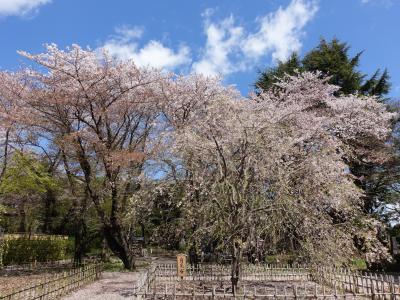 市川、船橋古刹巡りとランチ