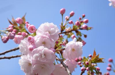 今年も桜を見に大阪造幣局・夙川に行ってきました。