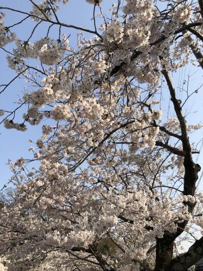 春の京都③～京都駅周辺、ラーメン、哲学の道の満開の桜、銀閣寺～