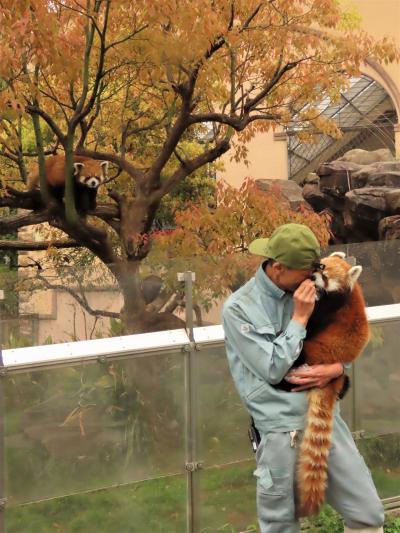 王子動物園　メロディちゃんお嫁入り直前・・・キーパーさんの深い愛を感じた週末