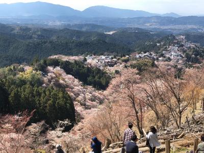 吉野山の桜を見に行ってみよう