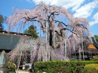 山梨塩山の桜2019