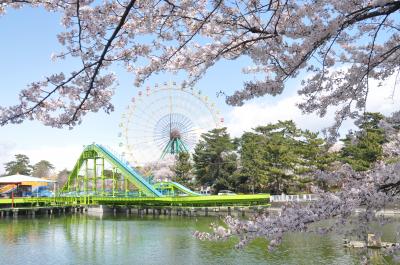 華蔵寺公園でお花見