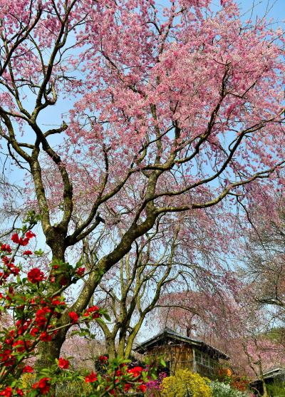 春爛漫 京都のお花見は桜の隠れ里 ”原谷苑の満開の桜”（村岩農園内のさくら園）(^O^)／