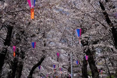 東京桜旅　～王子から雑司ヶ谷へ～