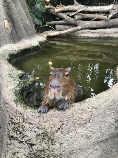 神戸どうぶつ王国へ！