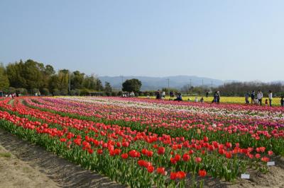 永楽ダムの桜＆和泉リサイクル環境公園のチューリップを楽しむ