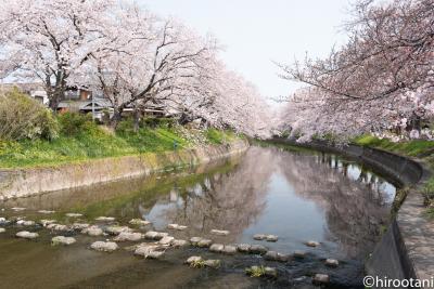 2019年　東海の桜めぐり　【８】岩倉　五条川の桜並木