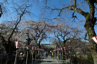 ０１．三嶋大社の桜　