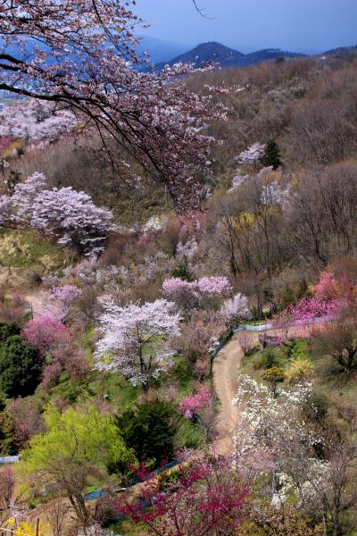 ◆百花繚乱・福島の桃源郷・花見山 ,２０１９ , Part３