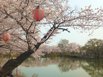 太田ヶ谷沼は桜が満開！