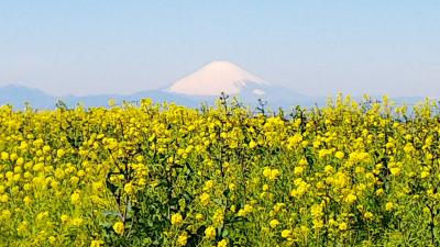 三崎まぐろきっぷで三崎まぐろを求めて