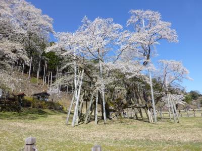 桜が見たくて・・・淡墨桜へ しゅっぱ～つ！！　　（岐阜県）