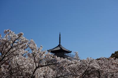 桜の京都てくてく半日めぐり・仁和寺・妙心寺退蔵院・法金剛院