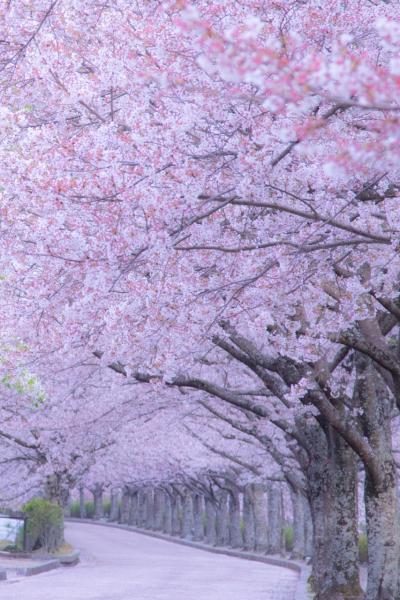 京都　桜めぐり～六孫王神社、和らぎの道、城南宮