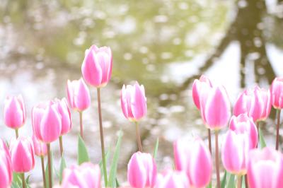 ちょっぴり憂鬱になりそうな曇天の昭和記念公園チューリップ詣～２つのレンズで見たチューリップ渓流広場