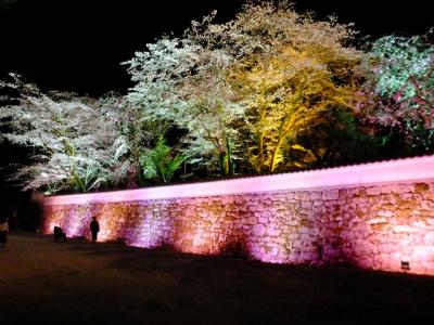 京都の桜巡り　その四！2019年