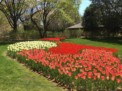 国営昭和記念公園花まつり