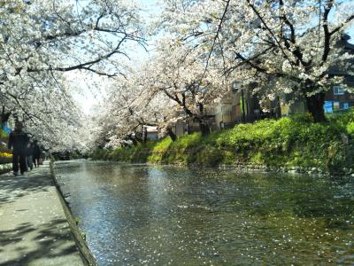 愛知の桜の名所めぐり・・・岡崎城・五条川・犬山城