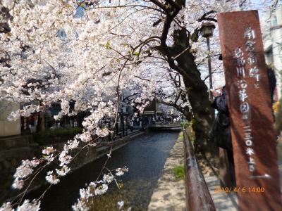京の桜満開　（&#39;19年4月）